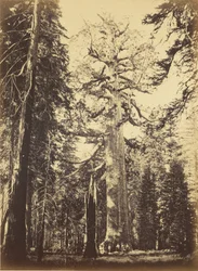 Sequoia Gigantea